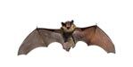 Bat Removal