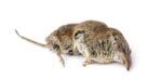 Dead Animal Removal