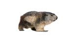 Groundhog Trapping, Groundhog Removal