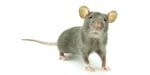 Mice, rat removal and control