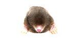 Mole Trapping
