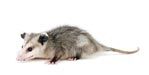 Opossum Removal