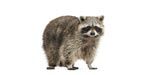 Raccoon Removal and Control