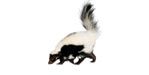 Skunk Trapping, skunk removal, skunk control