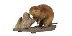 Water Rodent, muskrat, beaver removal