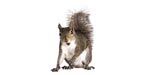 squirrel trapping, squirrel removal