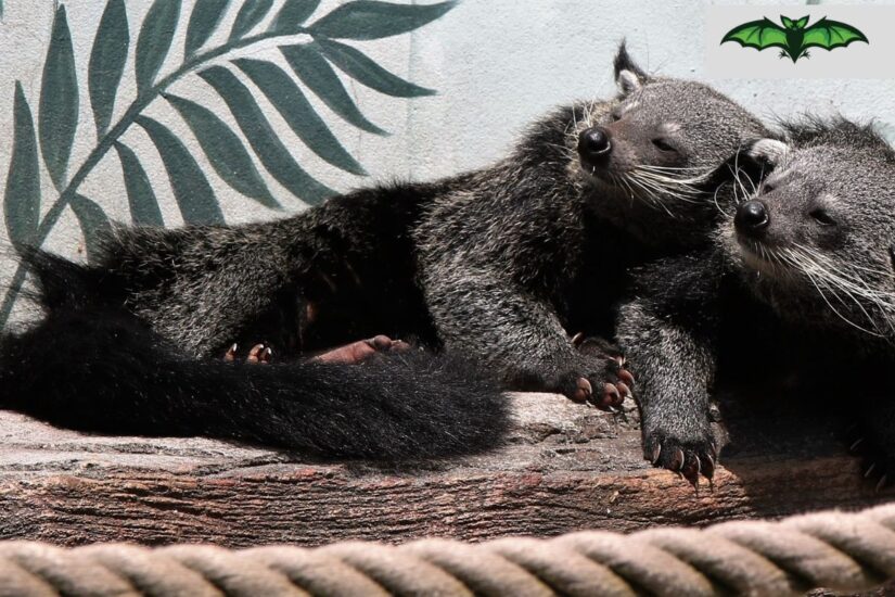 The Ultimate Guide to Wildlife Removal: Keeping Unwanted Animals Off Your Property!
