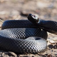 snake trapping and removal