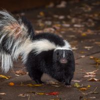 Striped Skunk (Mephitis mephitis) Turns on Pavers - captive animal