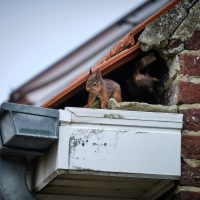 Squirrel in attic